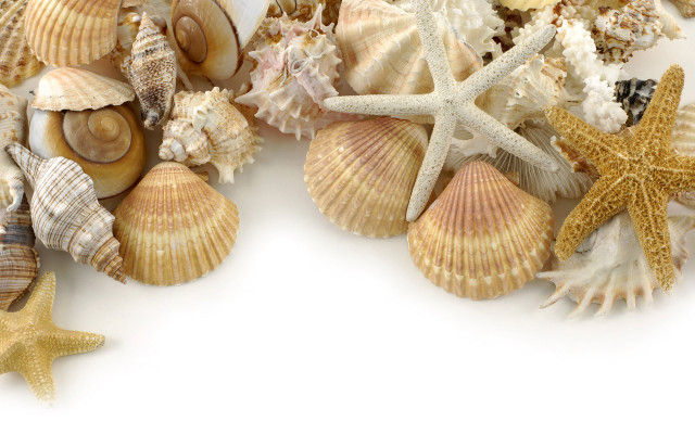 Sea shells starfish white background free wallpaper for desktop - medium preview image