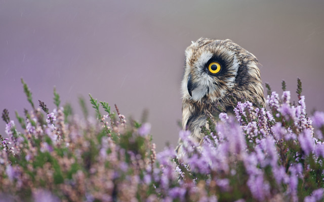 Owl purple flowers grass yellow free wallpaper for desktop - medium preview image