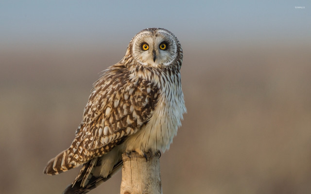 Small owl wooden stick grass free wallpaper for desktop - medium preview image