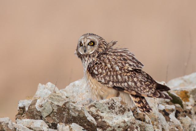 Small owl rock yellow eyes free wallpaper for desktop - medium preview image