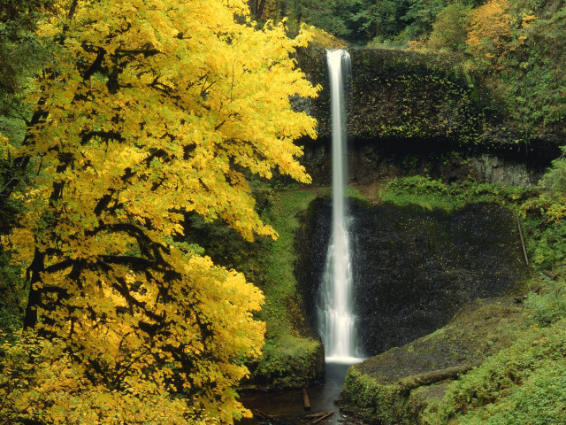 Waterfall forest yellow leaves stream free wallpaper for desktop - medium preview image