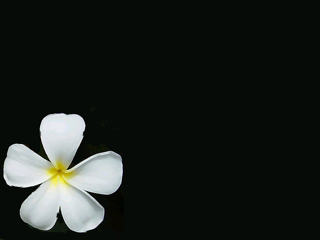 White flower yellow center reflection free wallpaper for desktop - medium preview image