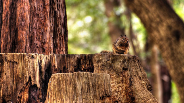 Squirrel sitting tree stump woods free wallpaper for desktop - medium preview image