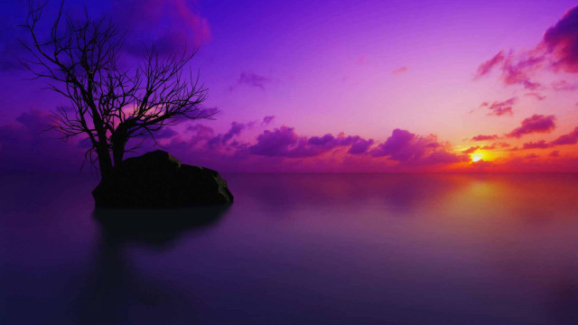 Lone tree silhouette purple sunset #2 free wallpaper for desktop - medium preview image
