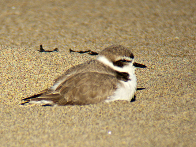 Small bird sand beach surrounded free wallpaper for desktop - medium preview image