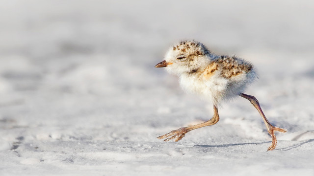 Small bird snow field blurry free wallpaper for desktop - medium preview image