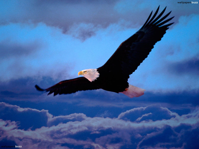 Bald eagle soaring sky clouds free wallpaper for desktop - medium preview image