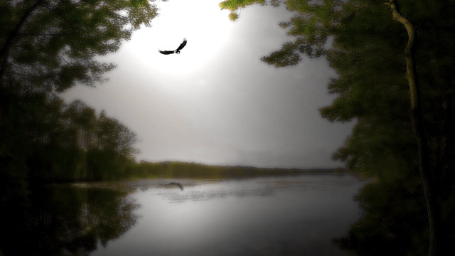 Bird flying lake trees forest free wallpaper for desktop - medium preview image