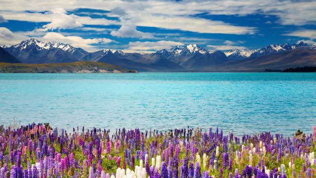 Lake flowers mountains blue sky free wallpaper for desktop - medium preview image
