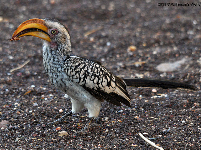 Bird long beak owl cityscape free wallpaper for desktop - medium preview image