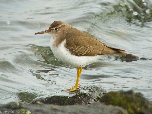 Bird rock water shore beach free wallpaper for desktop - medium preview image
