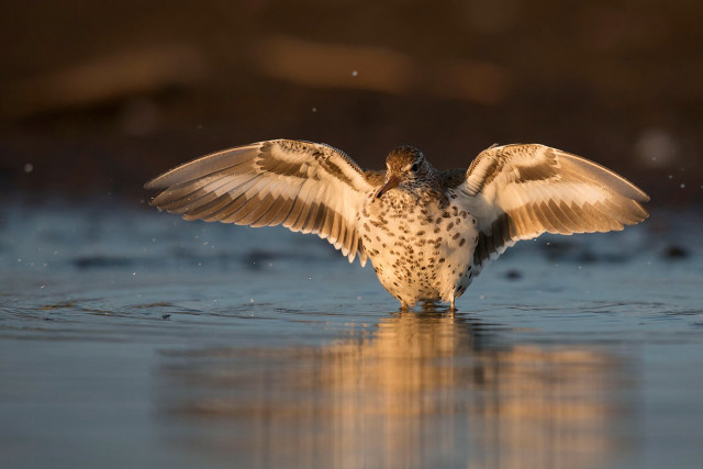 Bird wings spread water reflection #3 free wallpaper for desktop - medium preview image