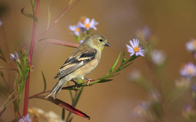 Bird branch flower bokeh macro free wallpaper for desktop - medium preview image