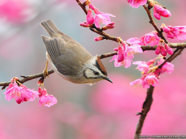 Bird perched branch pink flowers #4 free wallpaper for desktop - medium preview image