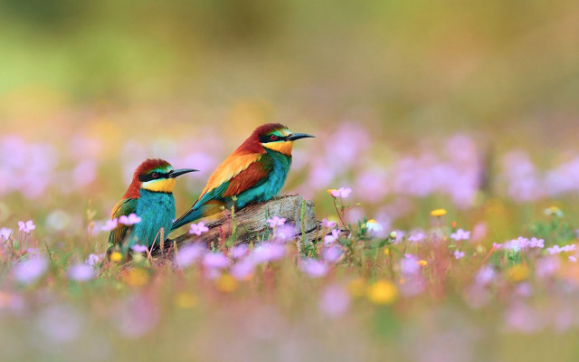 Colorful birds sitting log field free wallpaper for desktop - medium preview image