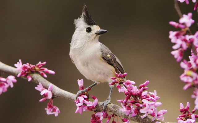 Bird branch pink flowers blurry #3 free wallpaper for desktop - medium preview image