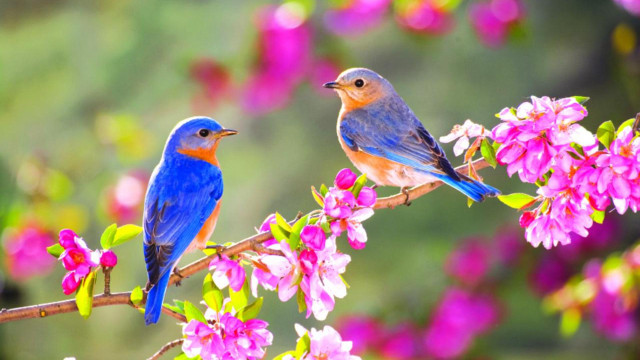 Blue birds branch tree pink free wallpaper for desktop - medium preview image