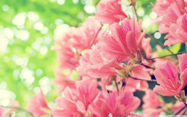 Pink flowers vase table outside #2 free wallpaper for desktop - medium preview image