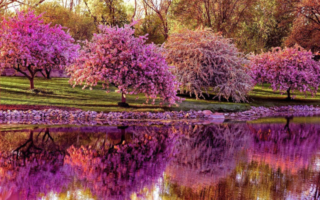 Lake trees flowers boat reflection free wallpaper for desktop - medium preview image