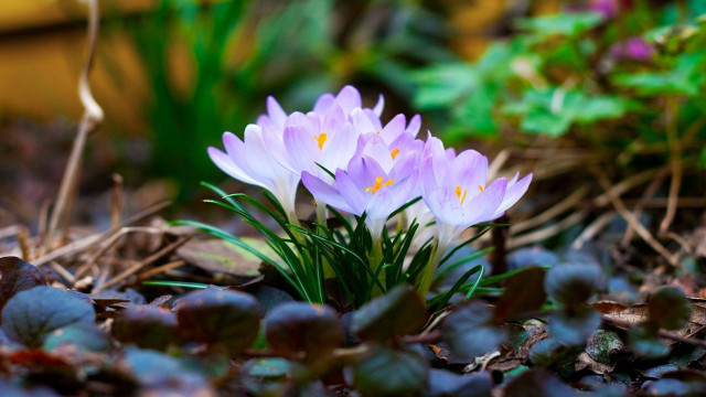 Purple flowers forest floor leaves free wallpaper for desktop - medium preview image