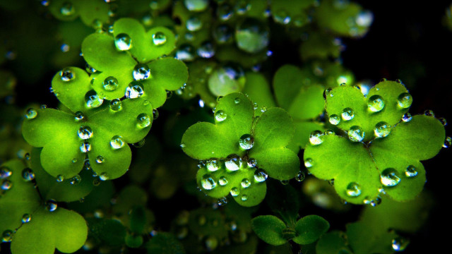 Water droplets plant leaves close free wallpaper for desktop - medium preview image