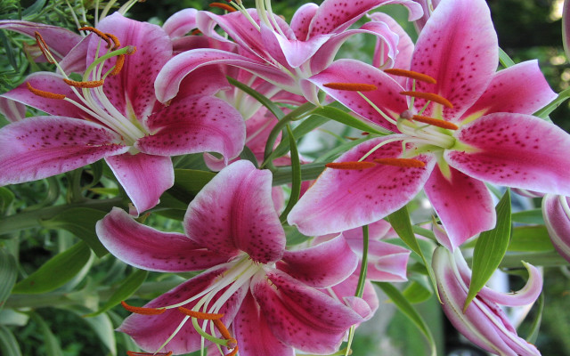 Pink flowers green leaves tree free wallpaper for desktop - medium preview image