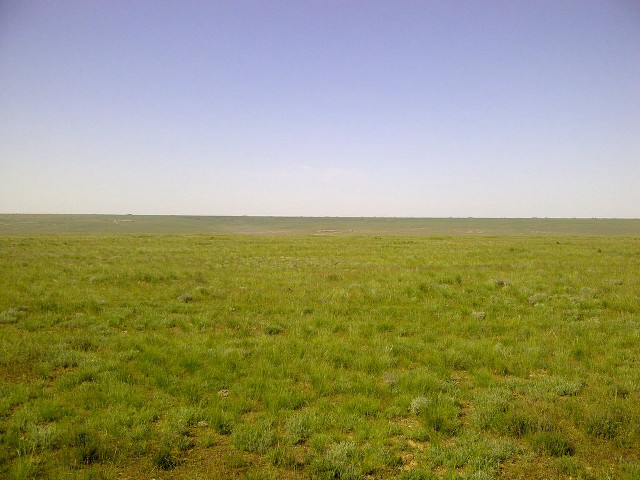 Lone horse open field blue free wallpaper for desktop - medium preview image