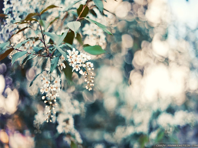 Close up tree white flowers free wallpaper for desktop - medium preview image