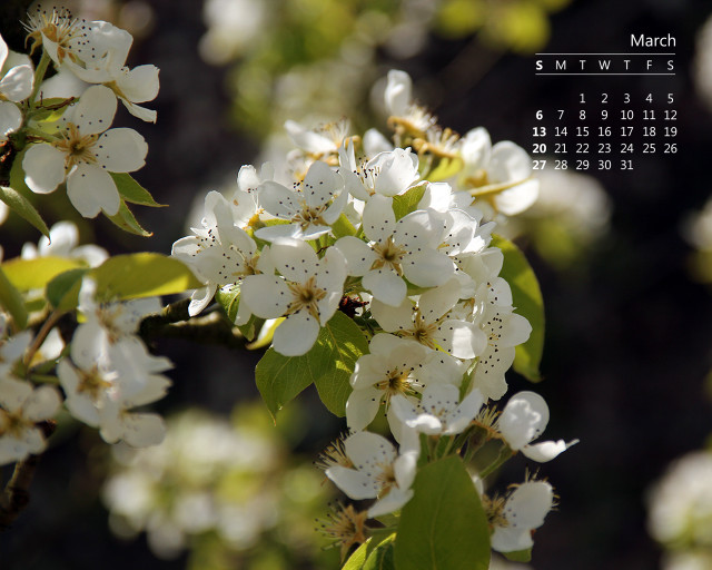 Calendar white flowers bee top free wallpaper for desktop - medium preview image