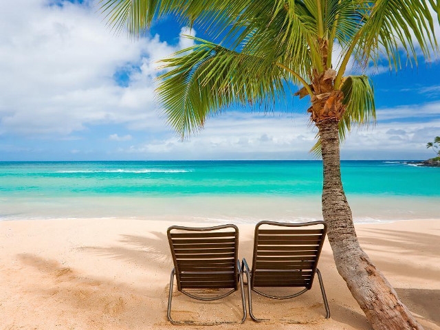 Two chairs beach palm ocean free wallpaper for desktop - medium preview image