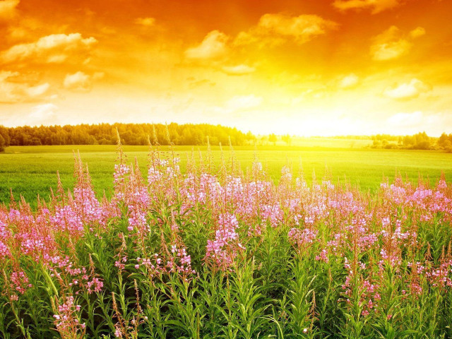 Field flowers sunset clouds red free wallpaper for desktop - medium preview image