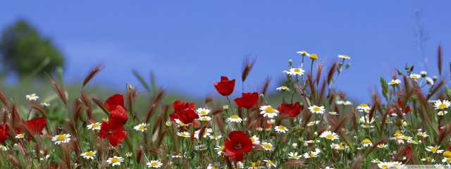 Wildflowers daisies blue sky field free wallpaper for desktop - medium preview image