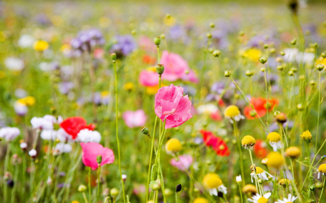 Field of flowers green grass free wallpaper for desktop - medium preview image