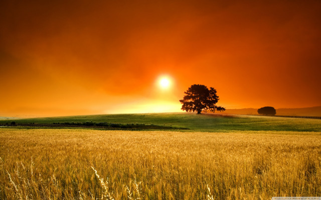 Sunset field tree orange sky #2 free wallpaper for desktop - medium preview image