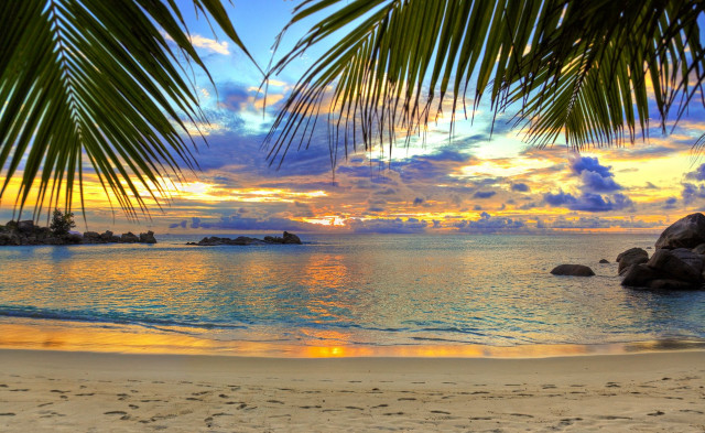 Beach palm tree sunset rock free wallpaper for desktop - medium preview image