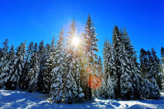 Sunshine trees snow forest sunny free wallpaper for desktop - medium preview image
