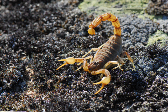 Scorpion rock sun yellow tail free wallpaper for desktop - medium preview image