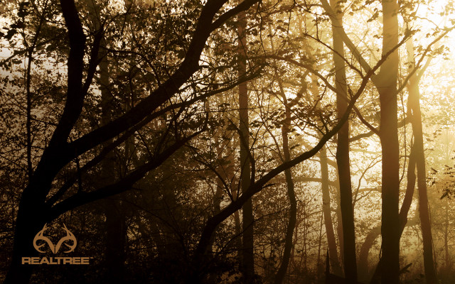 Forest sunlight trees leaves branches free wallpaper for desktop - medium preview image