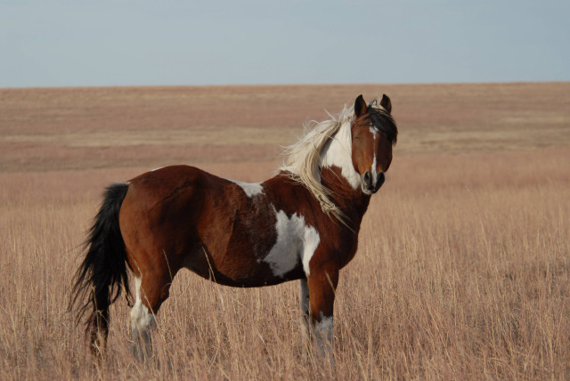 Horse field grass sky brown free wallpaper for desktop - medium preview image