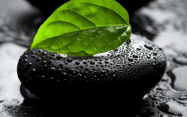 Green leaf black rock water free wallpaper for desktop - medium preview image
