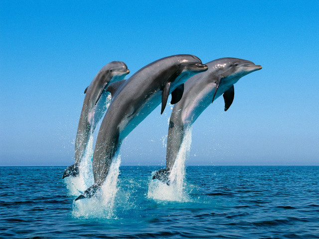 Dolphins jumping ocean blue sky #10 free wallpaper for desktop - medium preview image