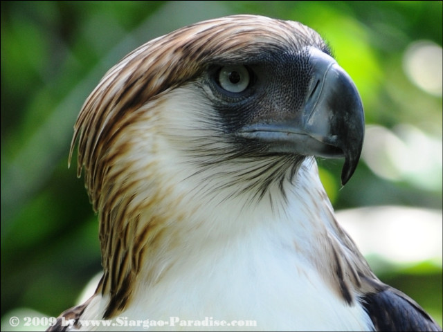 Bird prey closeup fullmoon blurred free wallpaper for desktop - medium preview image