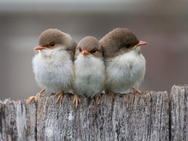 Three little birds sitting on #3 free wallpaper for desktop - medium preview image