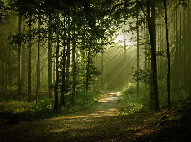 Sunlit wooded path trees nature free wallpaper for desktop - medium preview image
