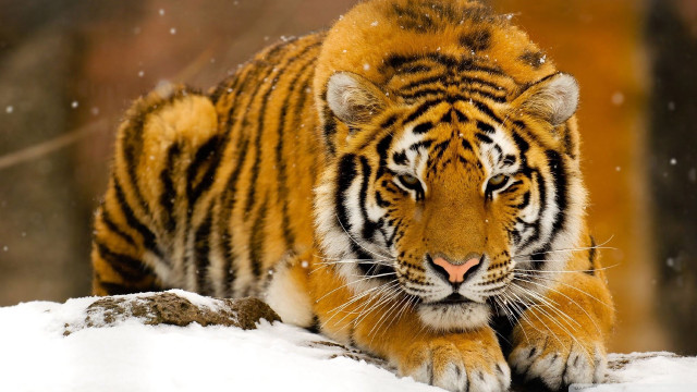 Tiger walking snow forest trees #3 free wallpaper for desktop - medium preview image