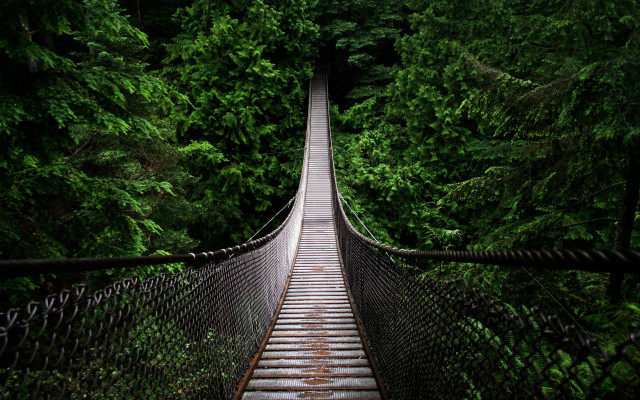 Suspension bridge forest trees walkway #6 free wallpaper for desktop - medium preview image