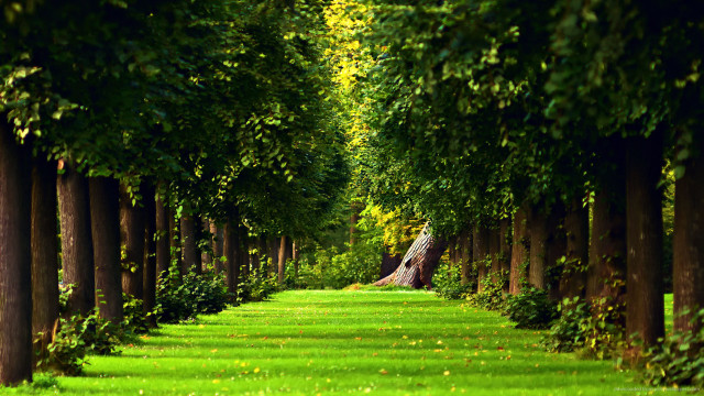 Long path trees grass large free wallpaper for desktop - medium preview image