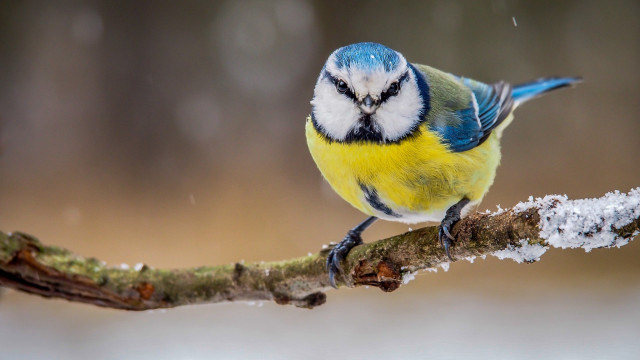 Blue yellow bird branch snow free wallpaper for desktop - medium preview image