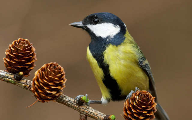 Bird perched branch pinecones brown free wallpaper for desktop - medium preview image