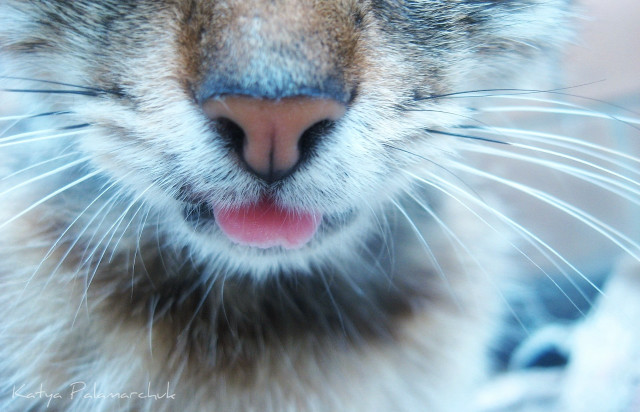 Cat tongue out closeup macro free wallpaper for desktop - medium preview image
